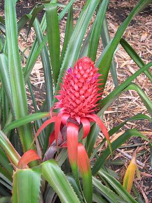 Tropical crops display, Eden Project