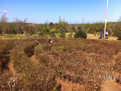 Beech Hedge maze in Hidden Valley Discovery Park