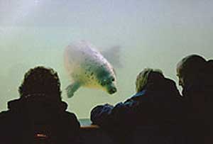 Cornish Seal Sanctuary Gweek Cornwall  - Cornwall wildlife attraction