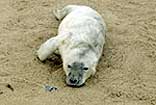 Cornish Seal Sanctuary Gweek Cornwall  - Cornwall family attraction