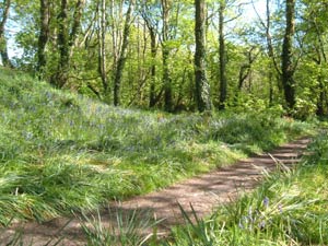 Bluebell Wood
