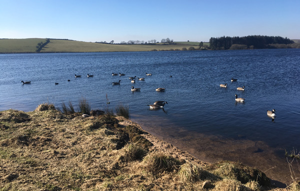 Canada Geese on Siblyback Lake