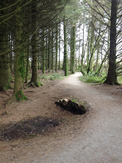 Woodland Cycle Trail