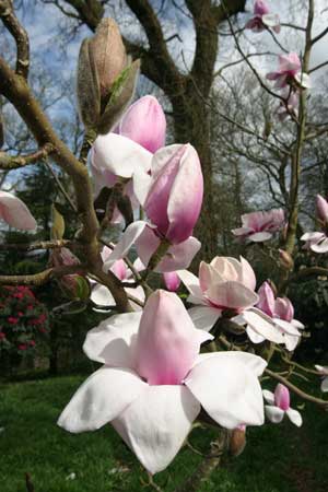 Magnolia flowering in the Higher Garden