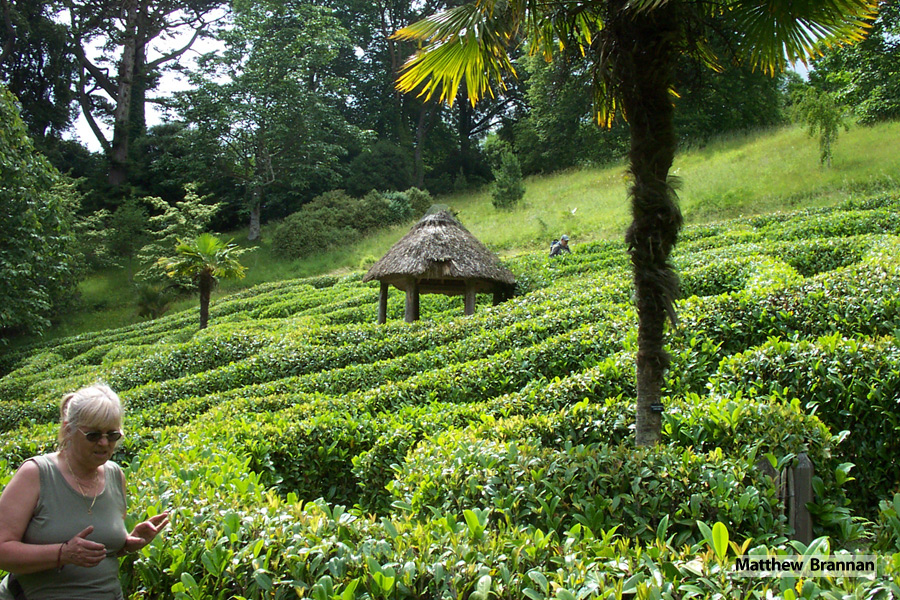 The Maze at Glendurgan Gardens - Photo Matthew Brannan