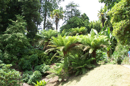 Tree ferns at Glendurgan Gardens - Photo Matthew Brannan