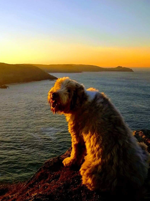 Padstow Holiday Cottage Crw Holidays Luxury Dog Friendly Holiday