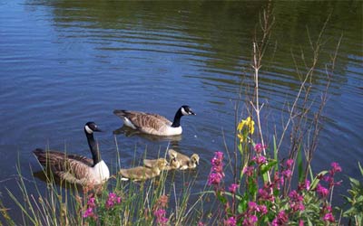 Self-catering Holiday Rental Accommodation - Truro - Cornwall