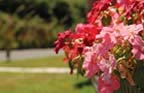 Flowers at Valleybrook
