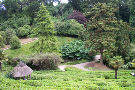 Winding paths between the laurel hedges of the maze at Glendurgan