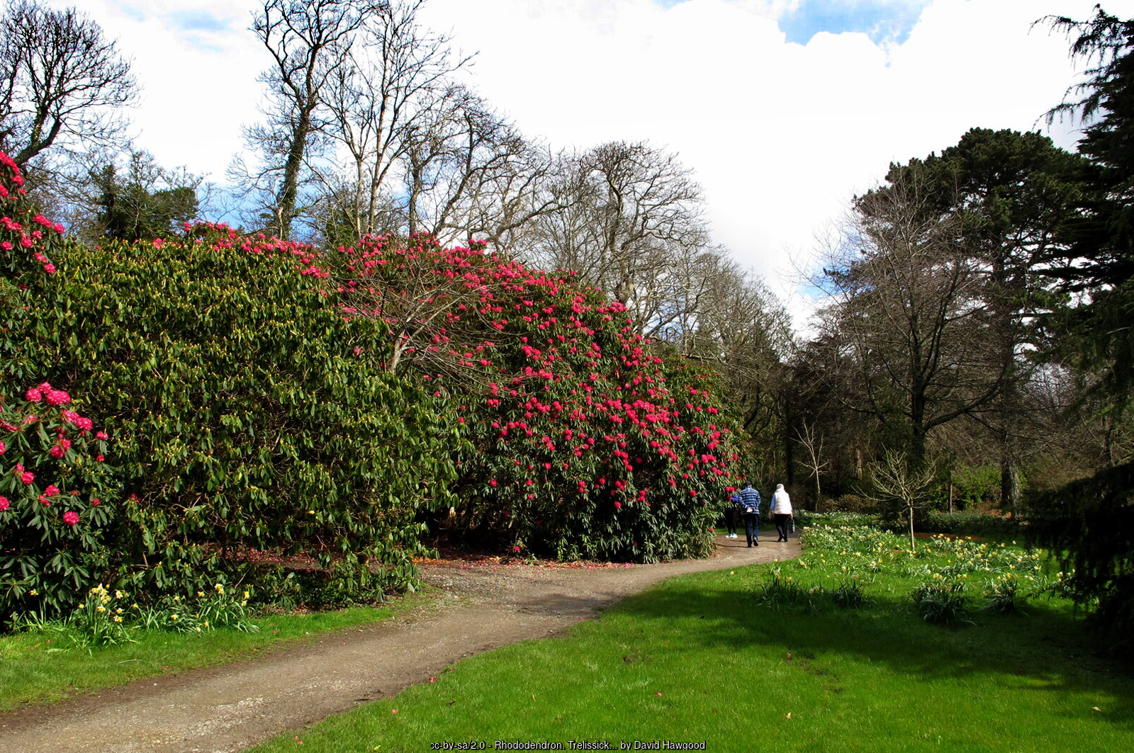 Rhododendrons in flower in the garden near Trelissick House