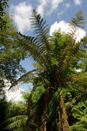 Tall tree ferns against a blue sky at Trengwainton Garden