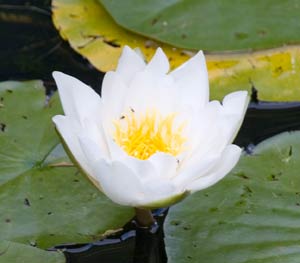 Lotus flower on a pond at the Lost Gardens of Heligan Cornwall