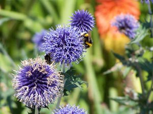 Flowers in bloom at the Lost Gardens of Heligan Cornwall