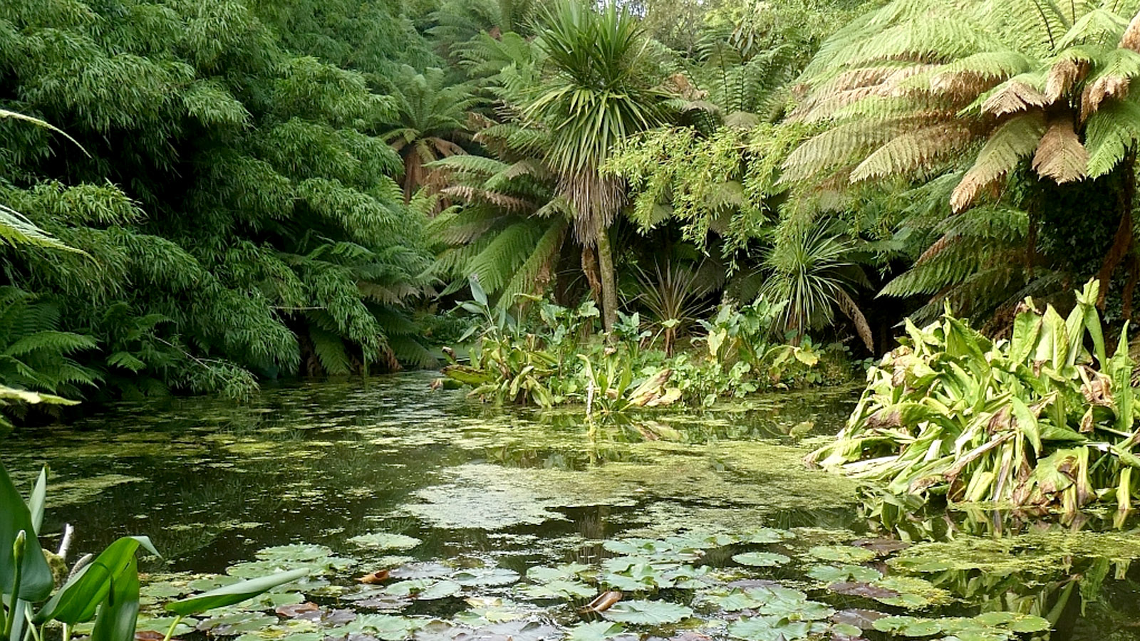 Water lilies on a pool in the Jungle at the Lost Gardens of Heligan