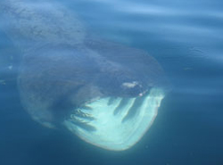 Penzance Cornwall basking shark sighting Marine Discovery - Cornwall marine wildlife attraction