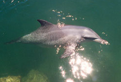 Penzance Cornwall dolphin sighting on Marine Discovery boat trip - Cornwall wildlife holiday