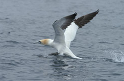 Penzance Cornwall gannet seabird sighting Marine Discovery - Cornwall marine wildlife trip
