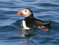 Penzance Cornwall puffin seabird sighting Marine Discovery - Cornwall wildlife holiday
