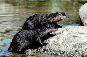 Paradise Park Hayle Cornwall otters - Cornwall wildlife attraction