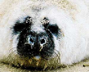 Cornish Seal Sanctuary Gweek Cornwall resident seal - Cornwall wildlife attraction