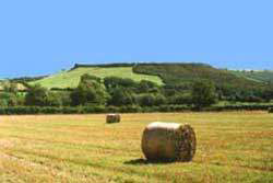 The ramparts of Cadson Bury hillfort
